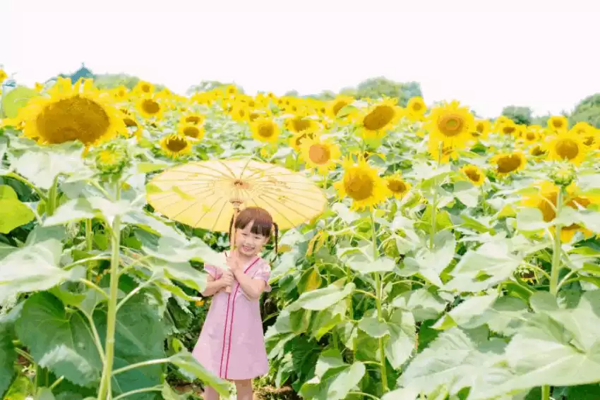 Mộc Châu đẹp vô tận trong mắt người Sài Gòn Mộc Châu đẹp vô tận trong mắt người Sài Gòn