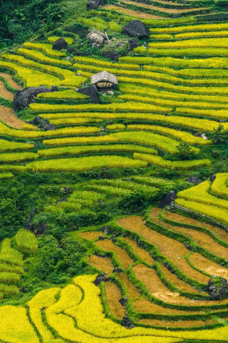 ruộng bậc thang hoàng su phì ruộng bậc thang hoàng su phì