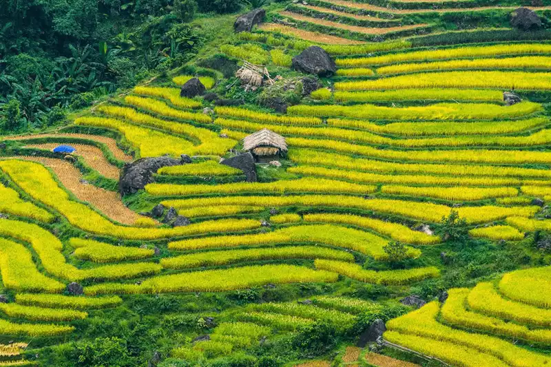 ruộng bậc thang hoàng su phì ruộng bậc thang hoàng su phì