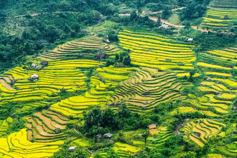 ruộng bậc thang hoàng su phì ruộng bậc thang hoàng su phì