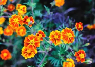 Hà Giang mùa hoa cúc cam nhuộm miền cao nguyên đá 4 hà giang mùa hoa cúc cam