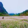 tour-ha-giang-mua-hoa-tam-giac-mach