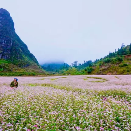 tour-ha-giang-mua-hoa-tam-giac-mach