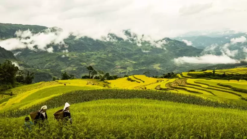 hong-thai-tuyen-quang-mua-lua-chin
