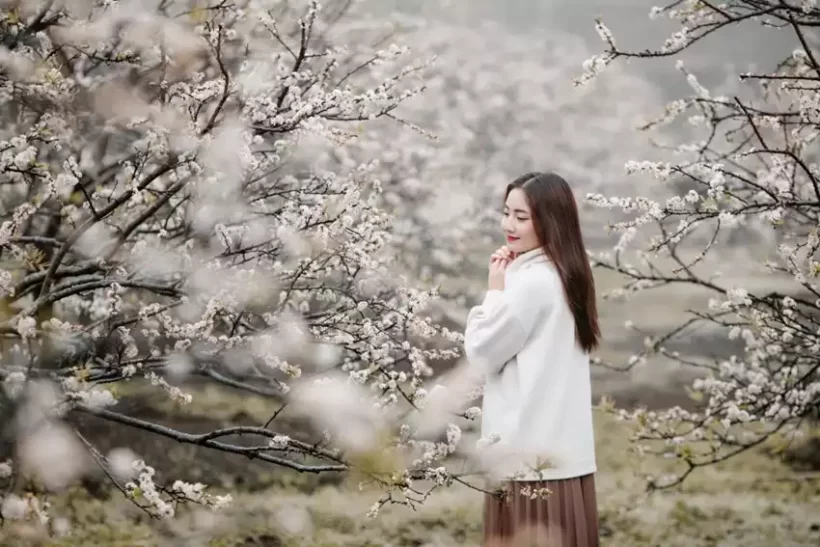 mùa hoa lê trắng hồng thái