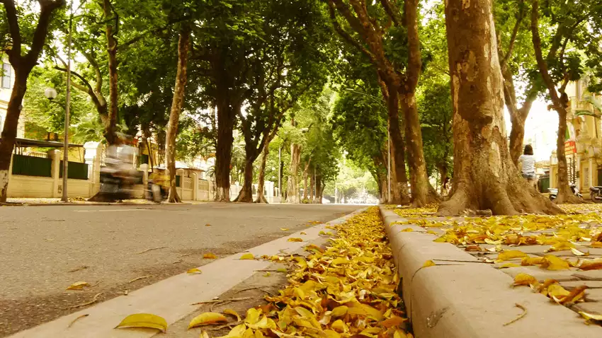 Mùa thu Hà Nội lá vàng rụng khắp đường phố