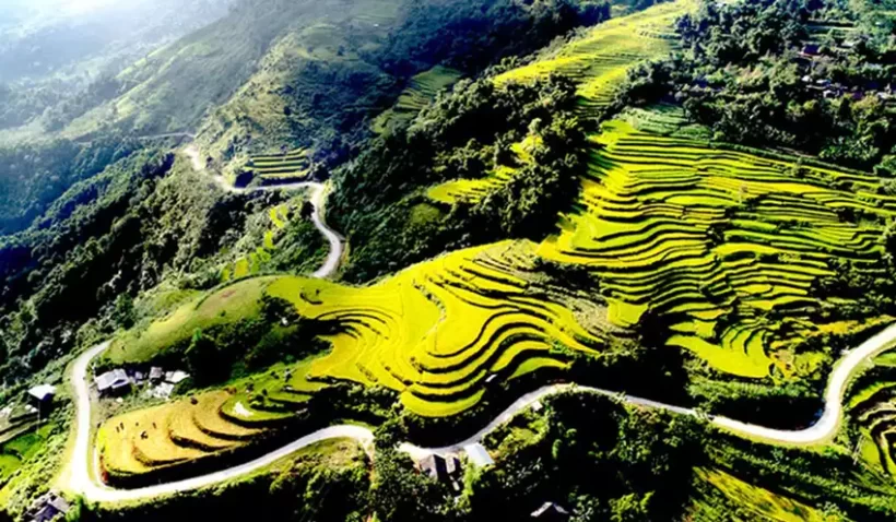 ruong-bac-thang-hong-thai-mua-lua-chin