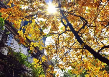 Sắc vàng mùa thu Hà Nội