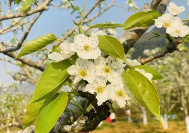 Khám phá mùa hoa lê Hồng Thái nở trắng vùng cao
